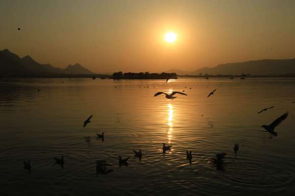 beautiful pics of migratory birds