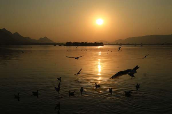 beautiful pics of migratory birds