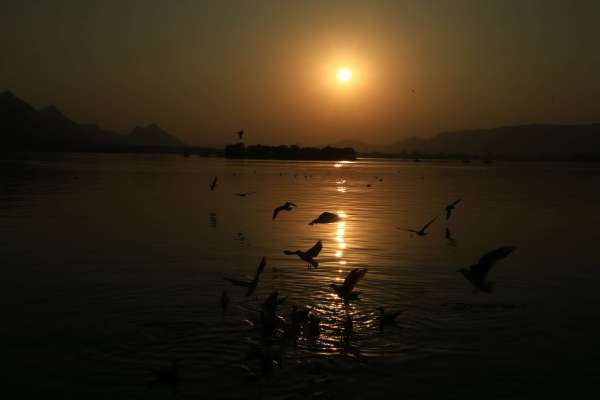 beautiful pics of migratory birds