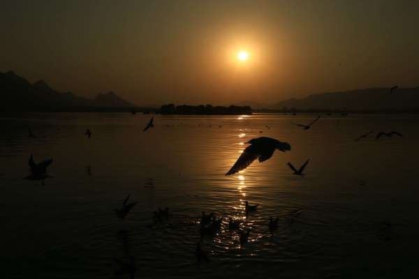 beautiful pics of migratory birds