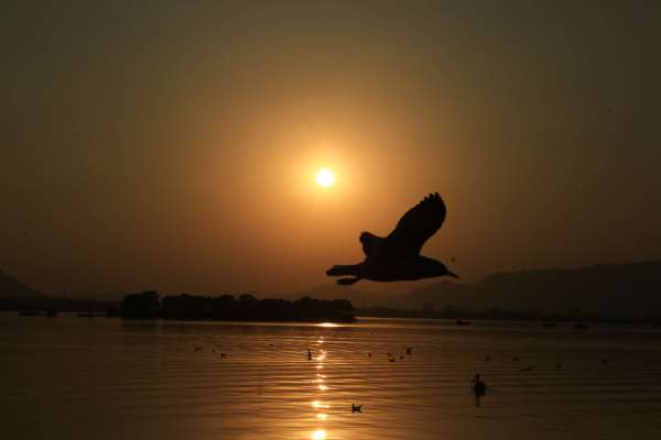 beautiful pics of migratory birds