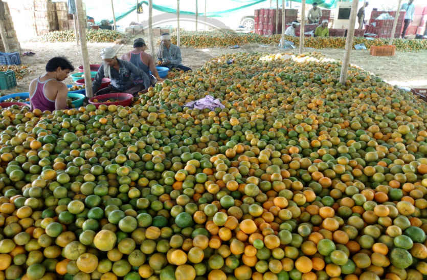orange production in bhilwara