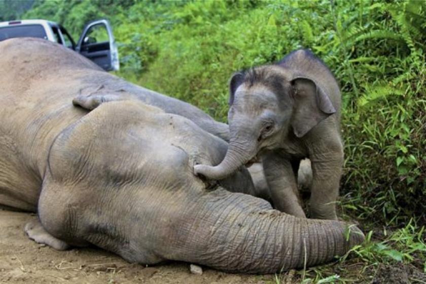 tanzania elephant dying after unknown disease affecting them 8 died till now