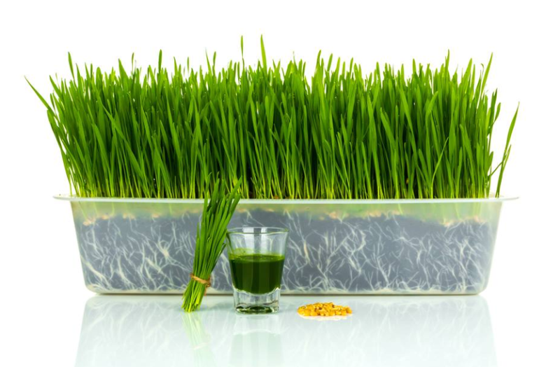 wheat-is-natural-medicine-for-sinus-ulcers-cancer-and-other-diseases