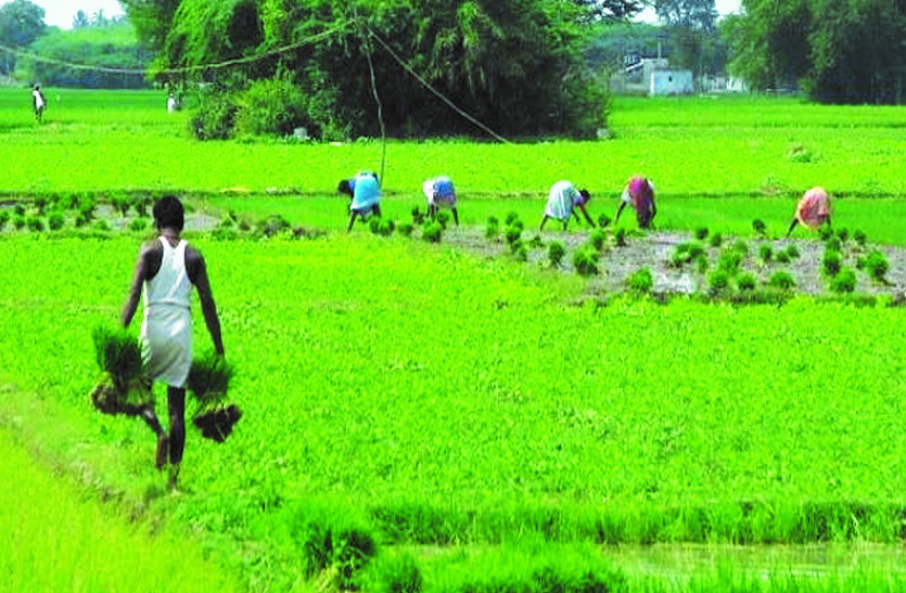 17 हजार किसानों पर पांच करोड़ का ऋण, इतने हजार हैं डिफाल्टर