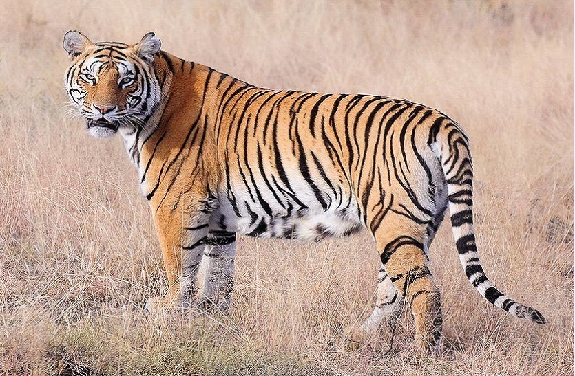 sawaimadhopur