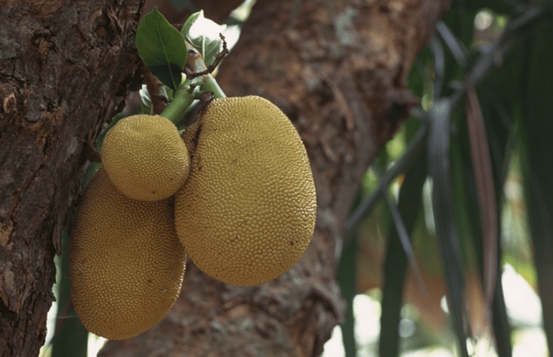 jackfruit