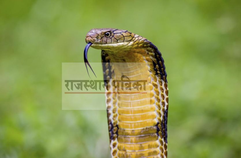 sirohi
