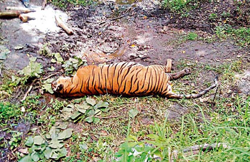 Tiger's death case One accused caught