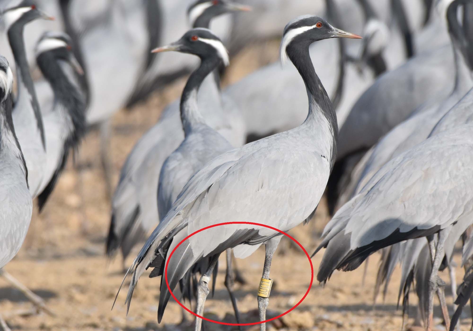 Founded rigging collar Kurja in Khichan