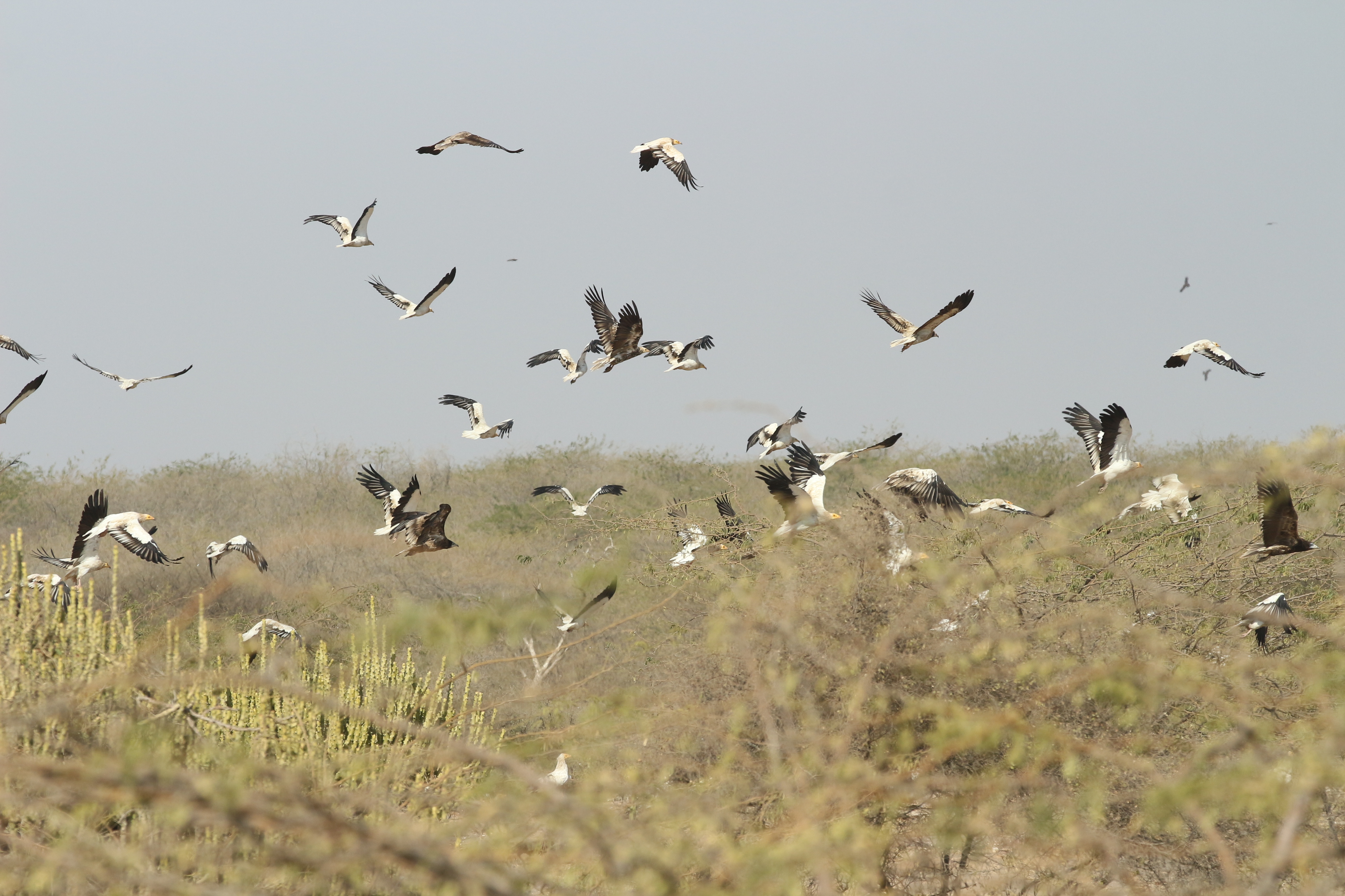 Hunting birds camp in Jodhpur