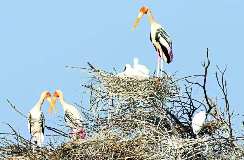 Migratory birds reaching Chavandia