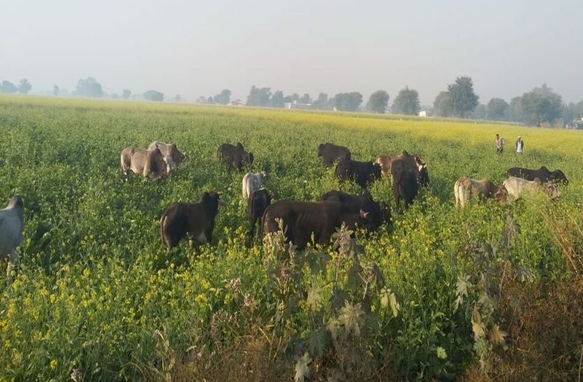 karauli