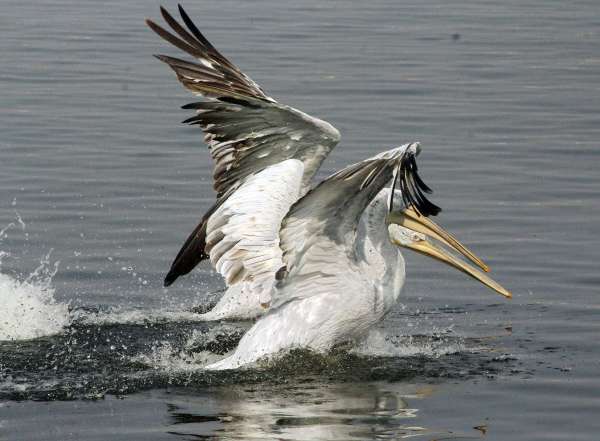 beautiful pics of migratory birds