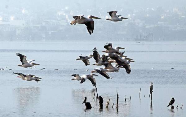 beautiful pics of migratory birds