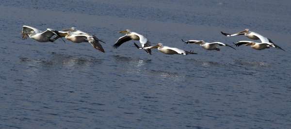 beautiful pics of migratory birds