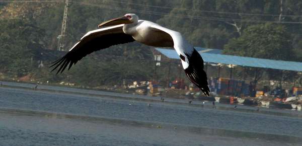 beautiful pics of migratory birds