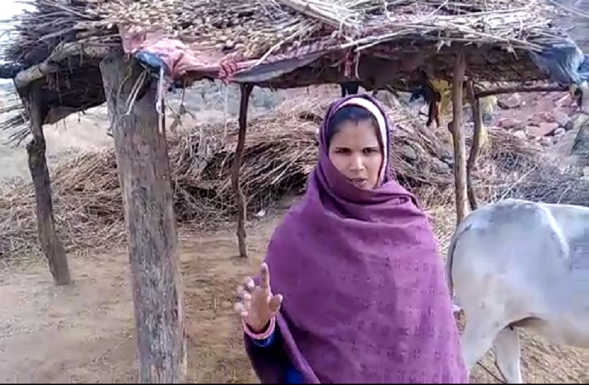 जंगल से बाहर आ रहे खूंखार जानवर, बछड़े को बनाया शिकार