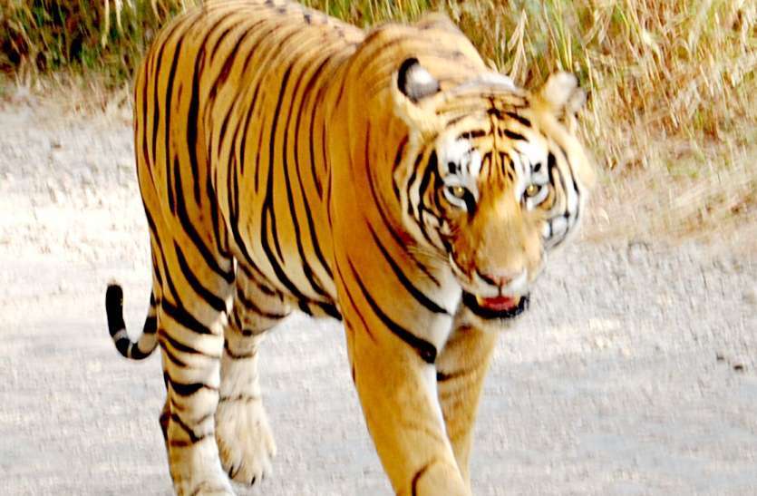 Mystery Of Tigress ST-5 Hunting Yet Not Solve