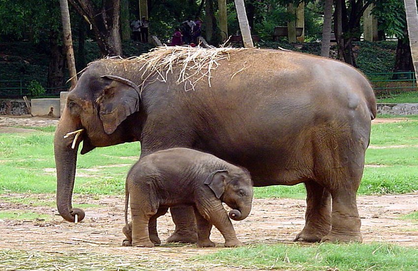 elephant baby news