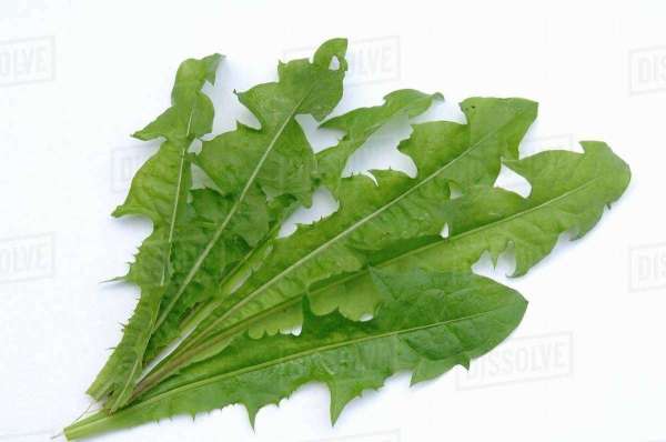 सिंहपर्णी की पत्तियां