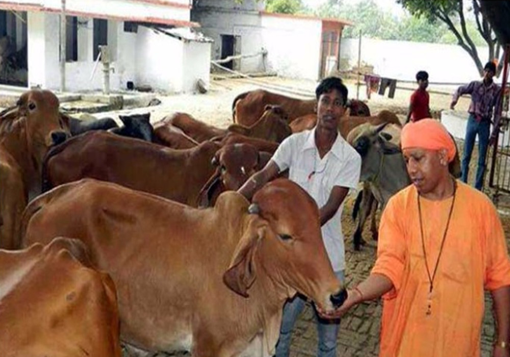 cm yogi