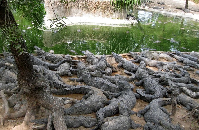 unique crocodile park of MP