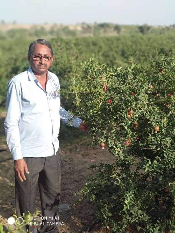 नरपत की मेहनत ने बाढ़ाणा को दी पहचान, चीन को भी रास आ रही अनार