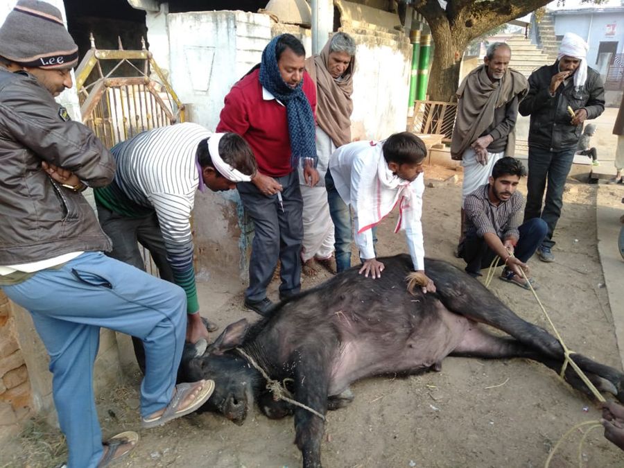 karauli