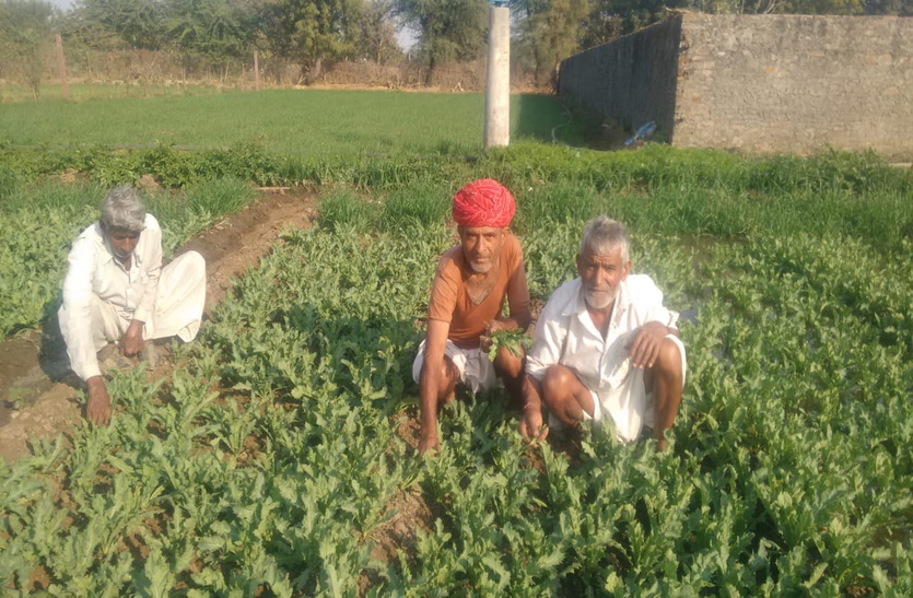 apheem farming