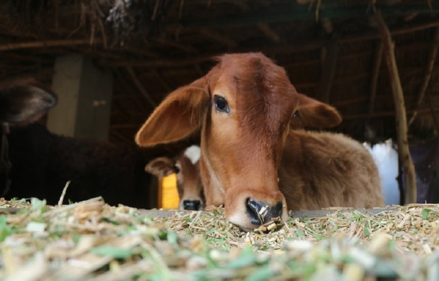 Rape with Cow