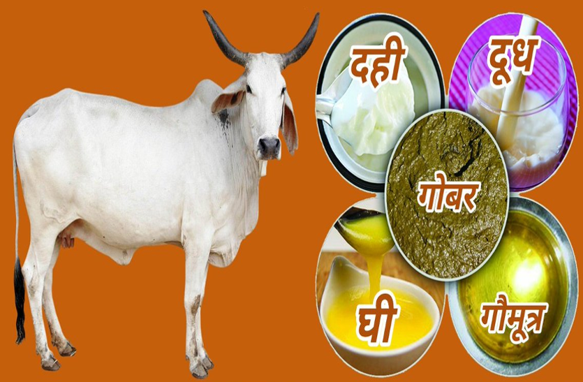 very-good-for-health-is-the-panchagavya-of-the-cow