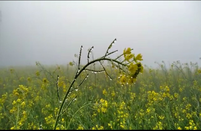 Cold wave