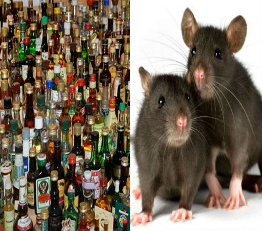 Rats drunk 700 liters liquor in police Station
