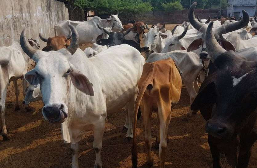 12 kilograms of cow beef found in a farm of Alwar, one arrested