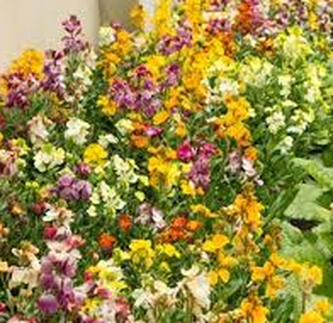 sense-of-wild-vegetation