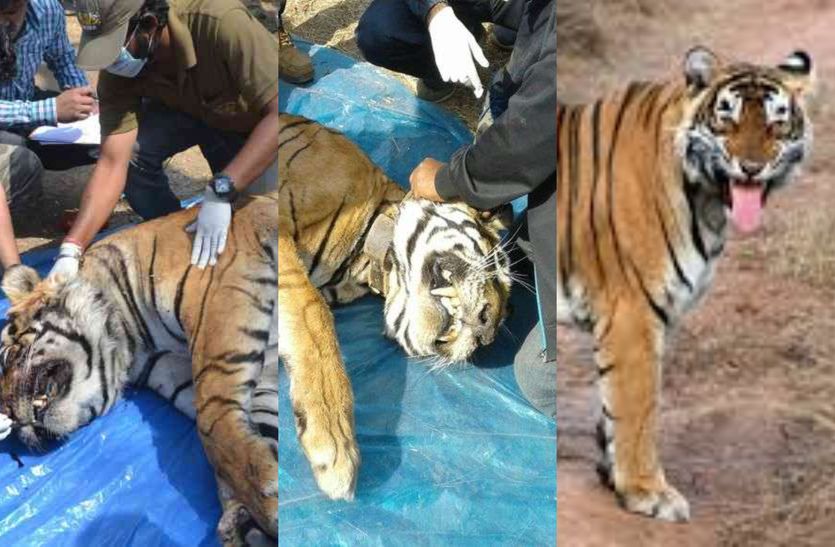 Sariska Three Tigers Death In Year 2018