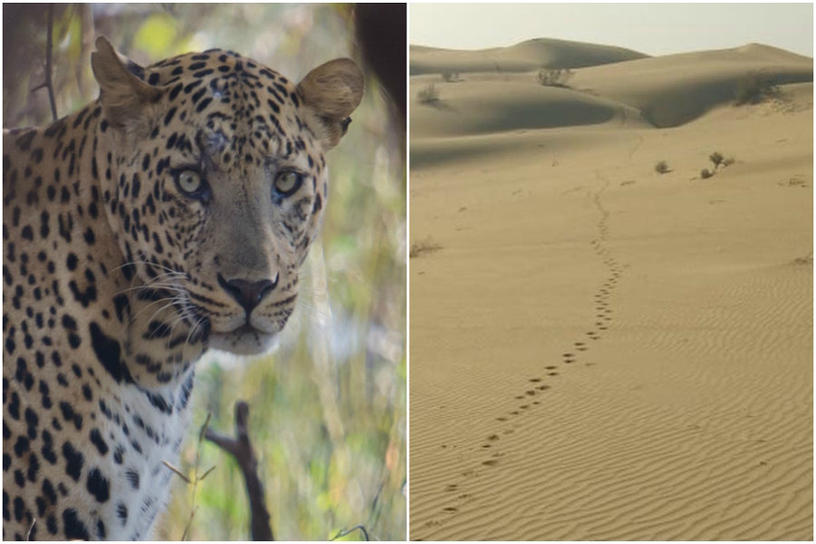 wildlife in thar area