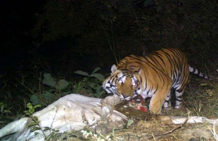 फोटो गैलरी – जब माधोटांडा रोड पर बाघ ने किया गाय का शिकार