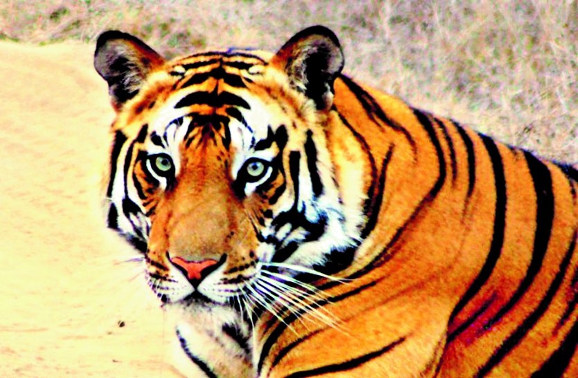 Tiger Reserve region of MP
