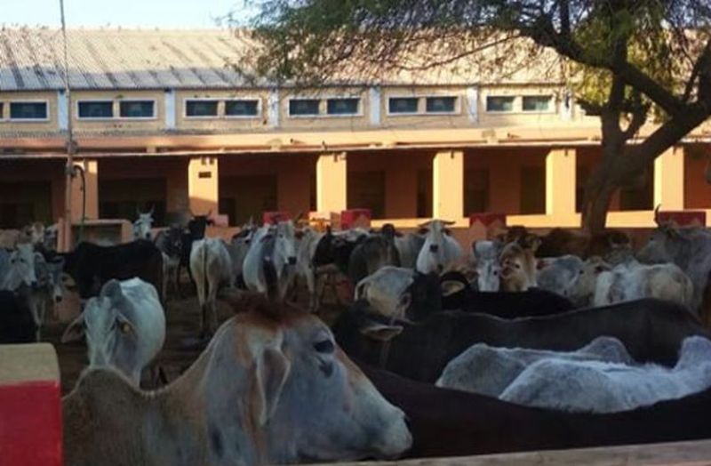 churu sujangarh news