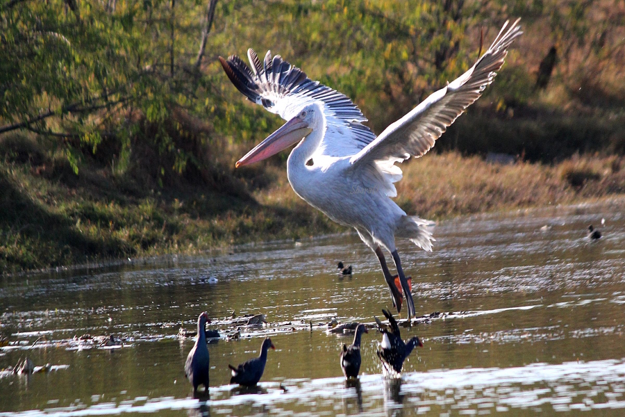 migratory birds in jodhpur