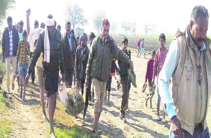 मृत पैंथर को बांध से बाहर निकालकर लाते वनकर्मी