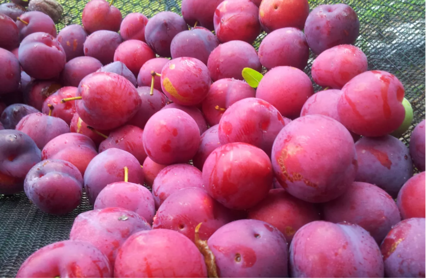 plum-strongs-bones-strengthen