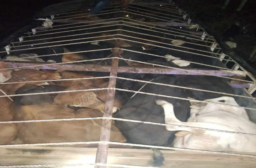 Free the cattle in bhilwara