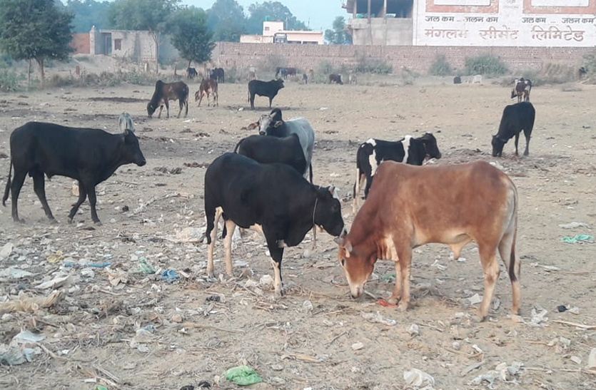 dholpur news dholpur