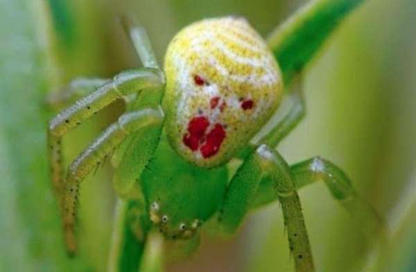 spider like human face