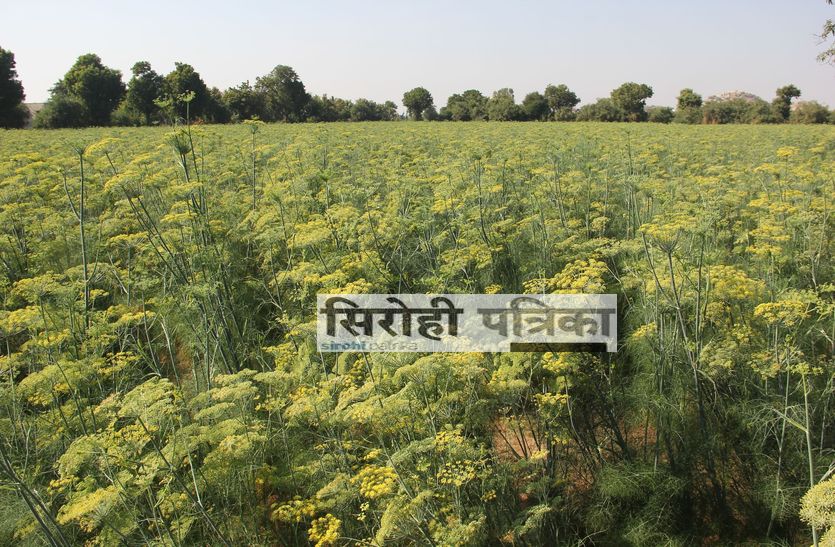 sirohi