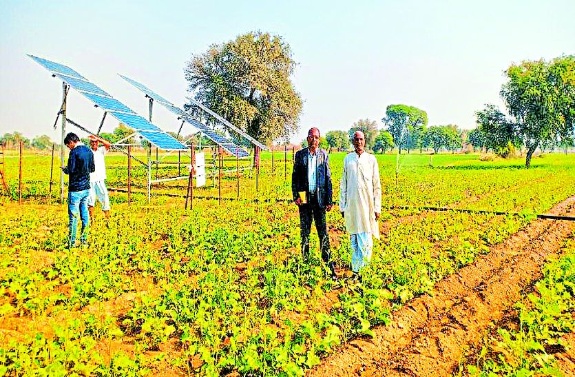 Alwar Farmers Getting Good Amount After Efficient Farming