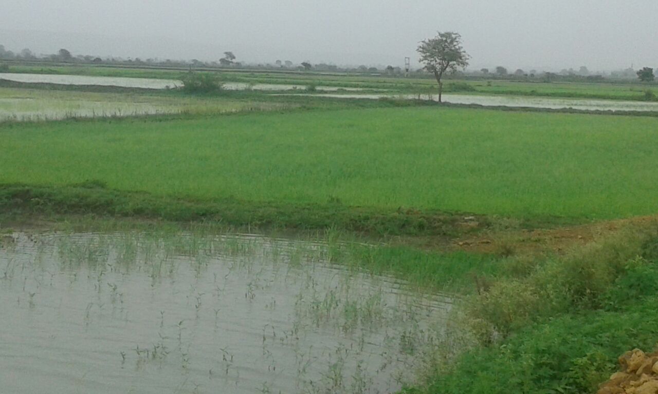 kalmeta har narsinghpur  is the fertile land in ashia